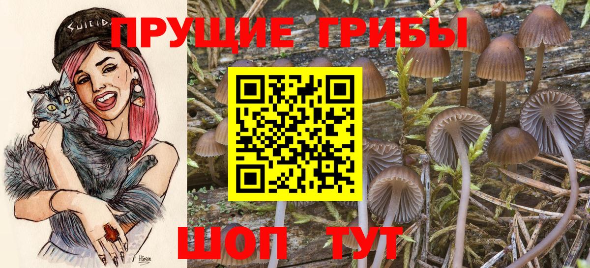 Псилоцибиновые грибы GOLDEN TEACHER Грозный